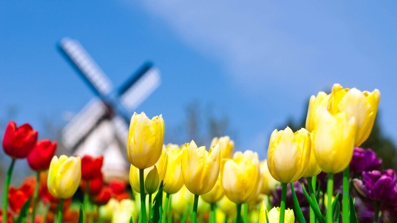 Tulip Field with Windmill — Yellow, Bright, Spring, Photograph