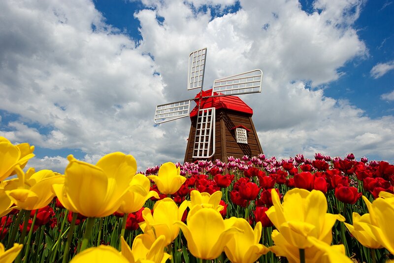 Tulip Field with Windmill — Yellow, Bright, Spring