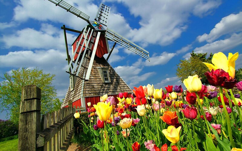 Tulip Field with Windmill — Yellow, Bright