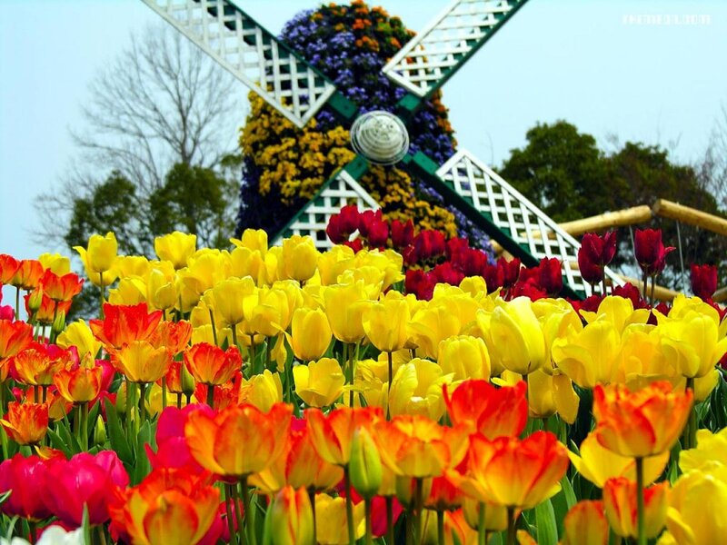 Tulip Field with Windmill — Yellow, Colorful