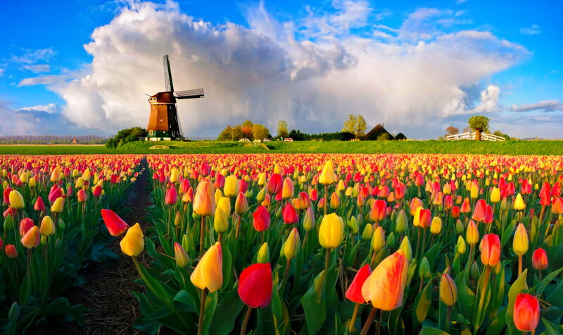 Tulip Field with Windmill — Yellow, Dramatic