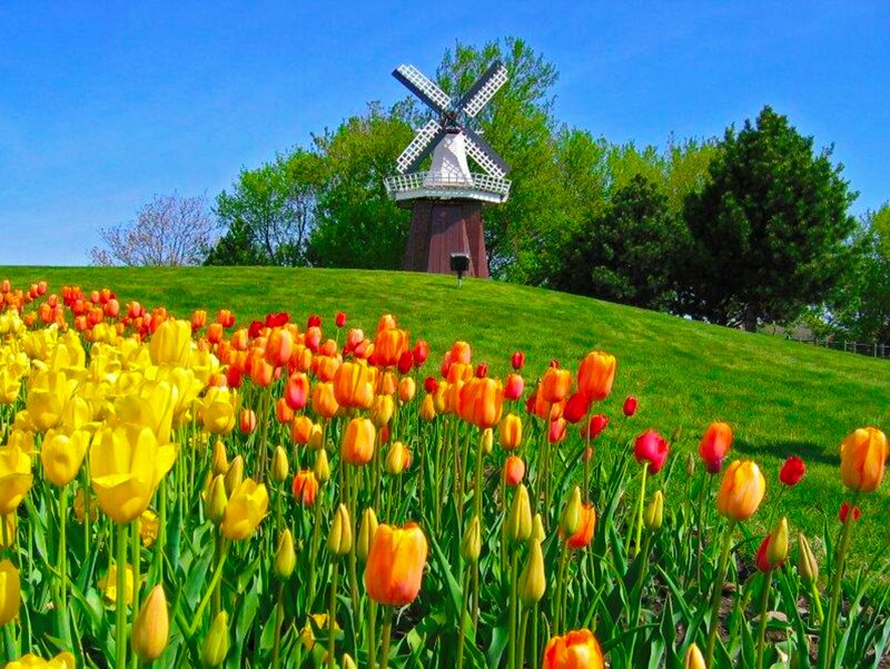 Tulip Field with Windmill — Yellow, Serene, Spring, Photograph