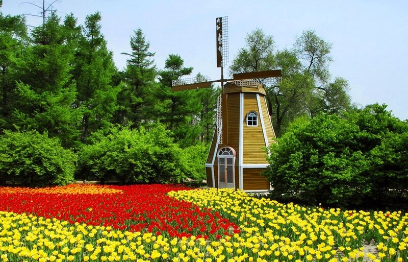 Tulip Field with Windmill — Yellow, Serene, Spring, Photograph, Trees