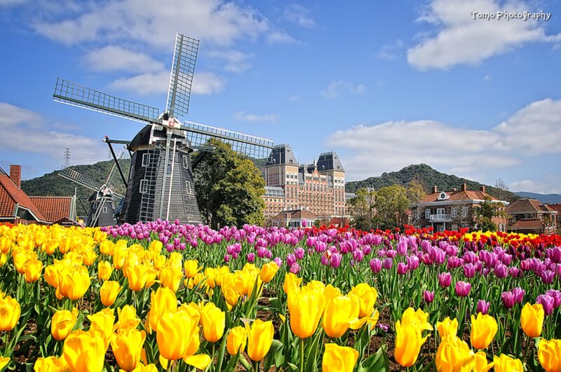 Tulip Field with Windmill — Yellow, Serene, Spring