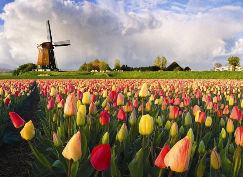Tulip Field with Windmill — Yellow, Serene