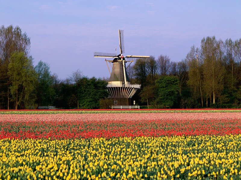 Tulip Field with Windmill — Yellow
