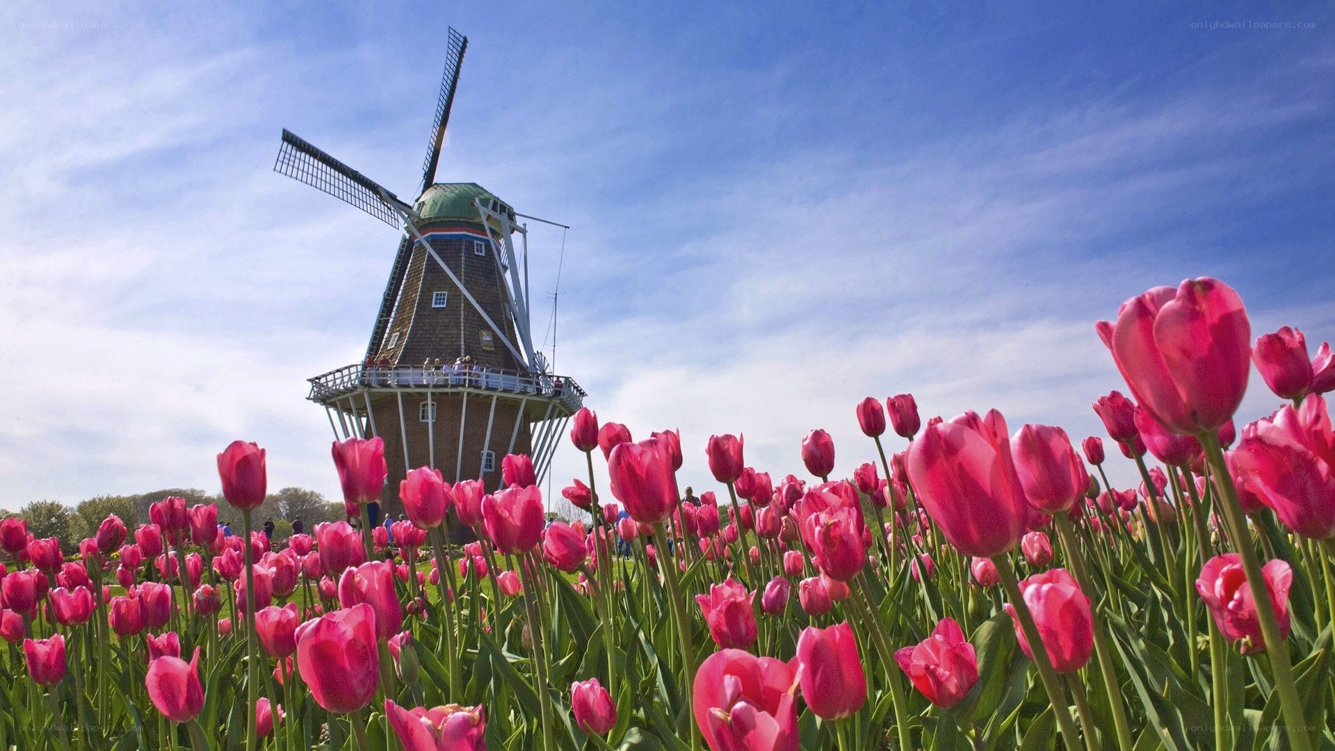 Tulip field with windmill