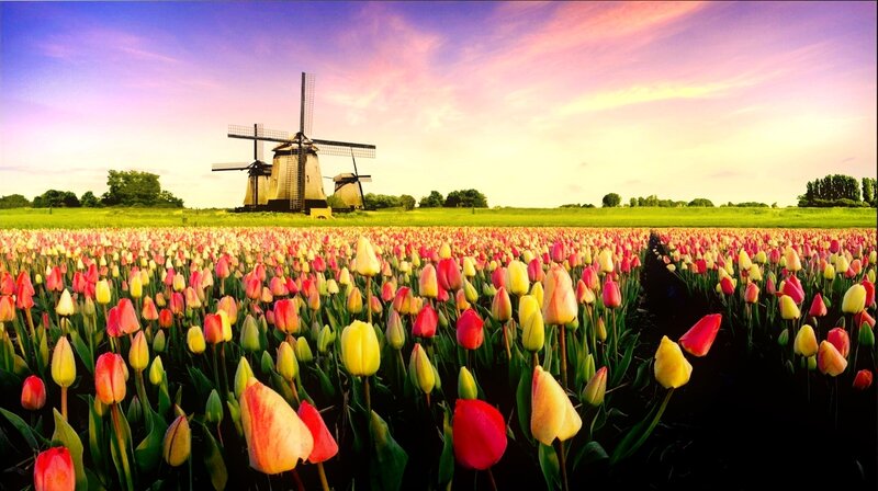 Tulip Field with Windmills — Pink