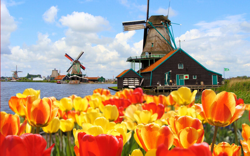 Tulip Field with Windmills