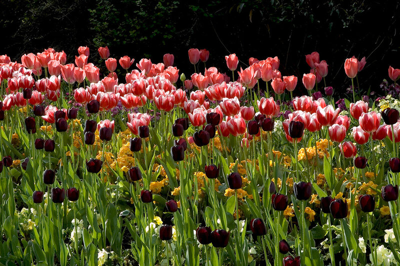 Tulip Field with Yellow Flowers