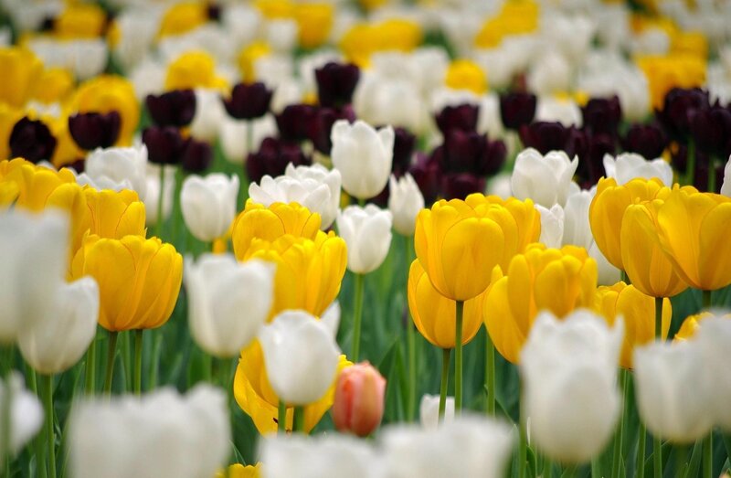Tulip Field with Yellow White and Purple