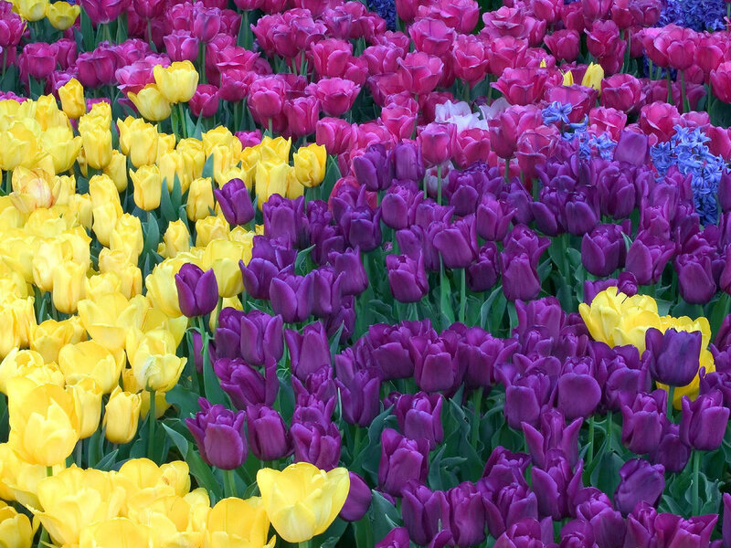Tulip Field — Yellow, Colorful