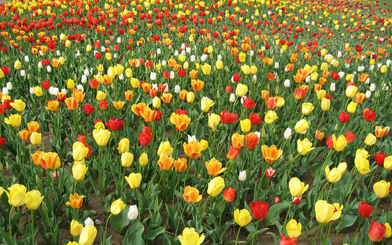 Tulip Field — Yellow