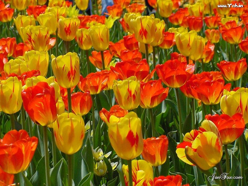 Tulip Field — Yellow, Vibrant