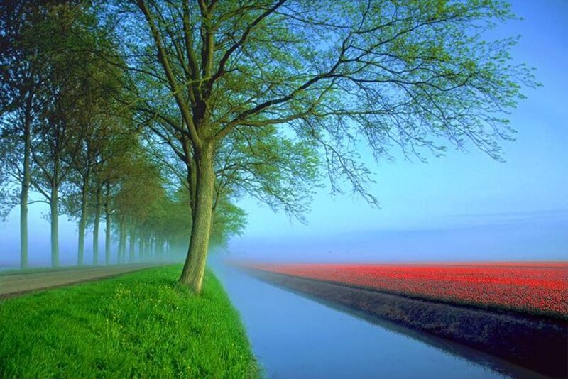Tulip fields and a tree-lined canal