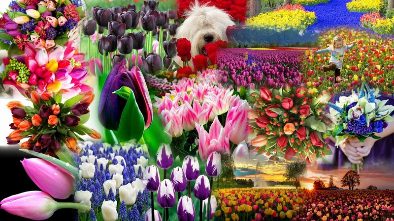 Tulip Fields and Bouquets