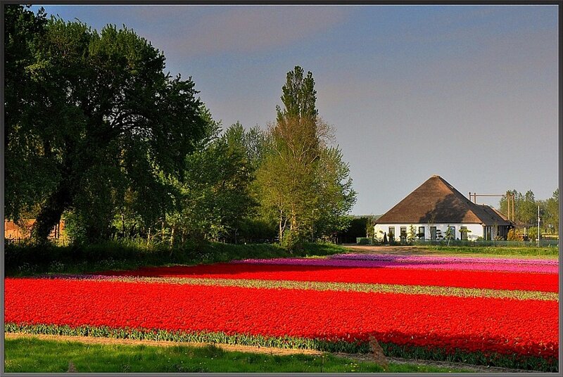 Tulip Fields and House