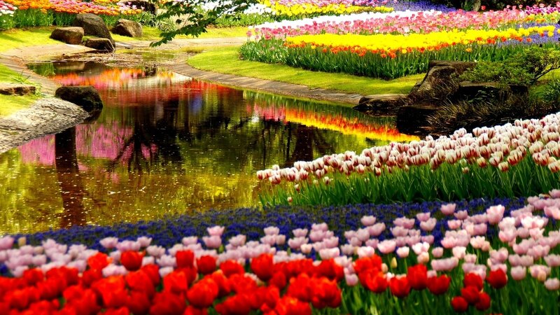 Tulip Fields and Pond