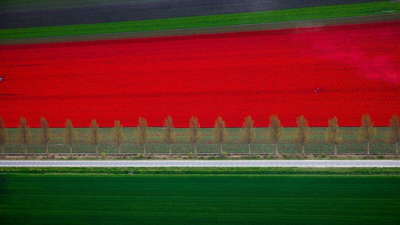 Tulip Fields and Road