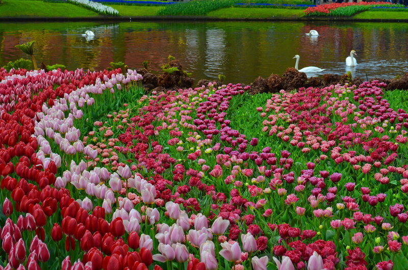 Tulip Fields and Swans