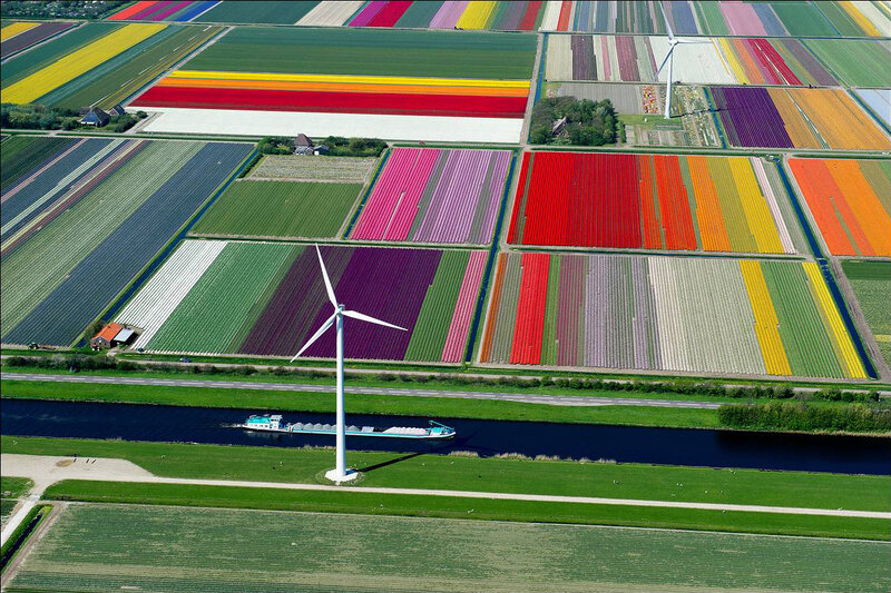 Tulip Fields and Wind Turbine