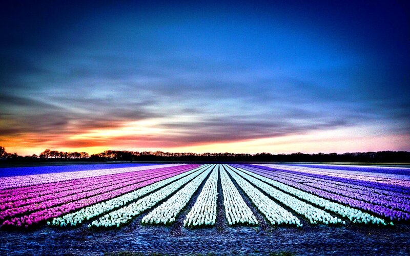 Tulip Fields at Dusk
