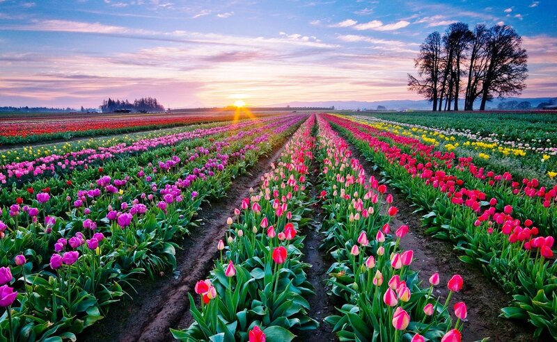 Tulip Fields at Sunrise — Pink, Serene