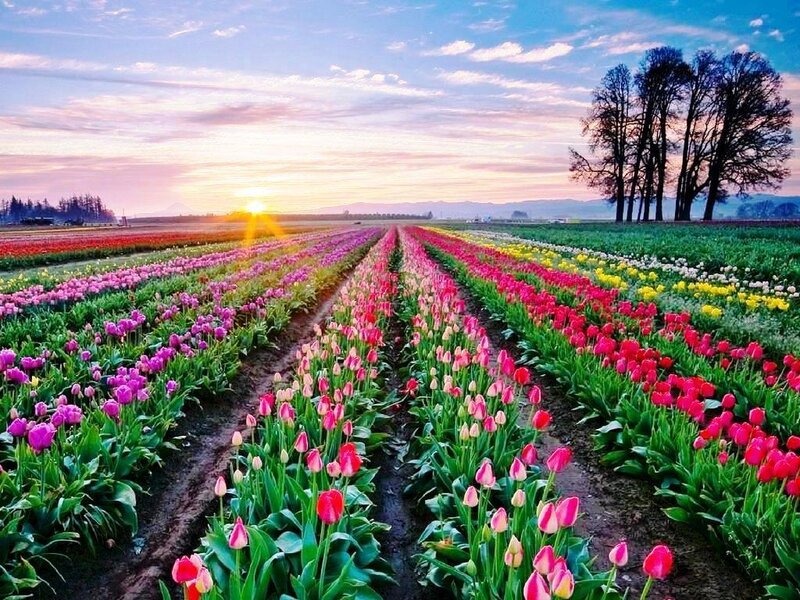 Tulip Fields at Sunrise — Pink