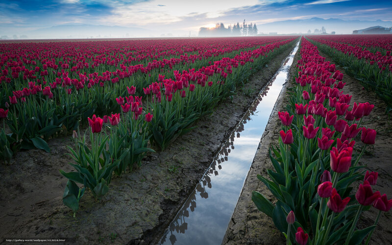 Tulip fields at sunrise