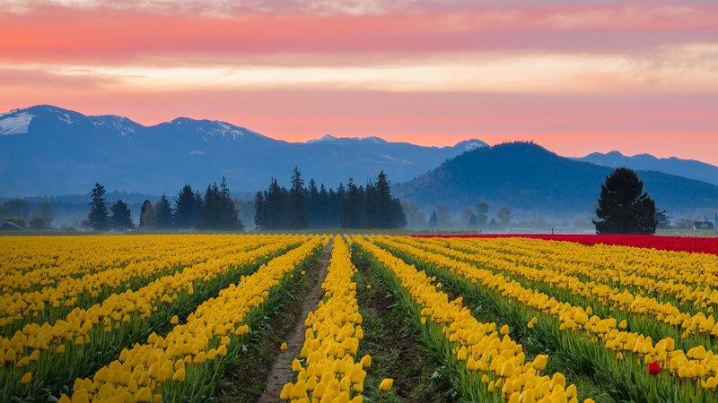 Tulip Fields at Sunrise — Yellow