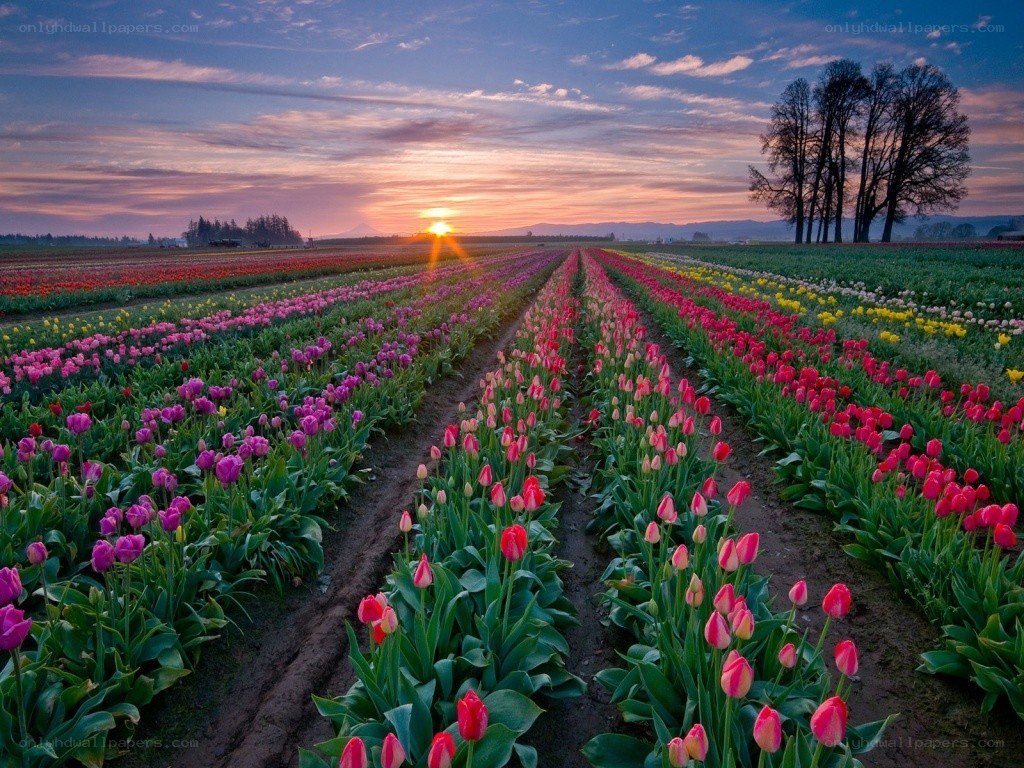 Tulip fields at sunset