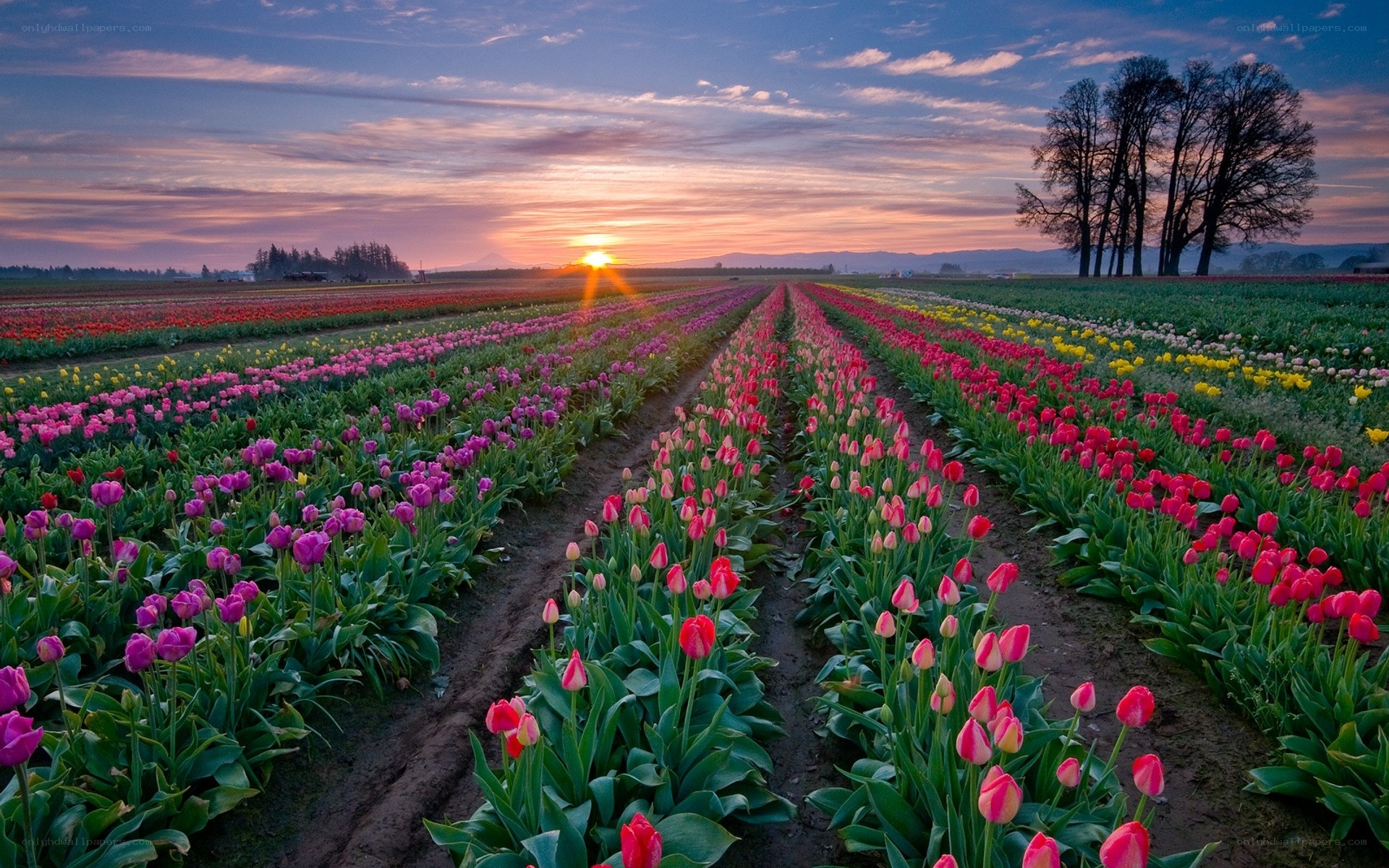 Tulip fields at sunset