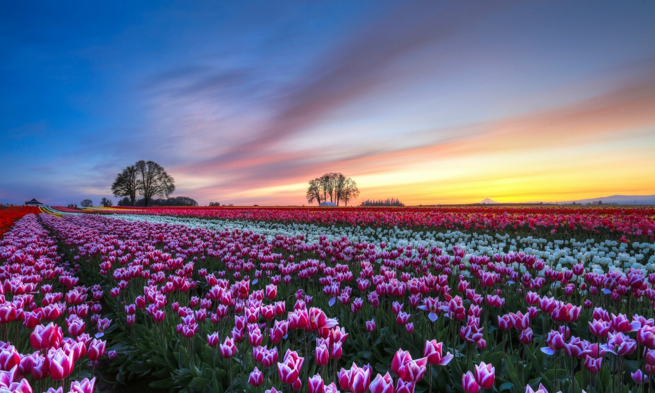 Tulip fields at sunset