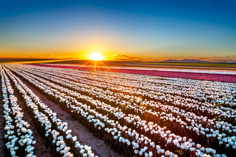 Tulip Fields at Sunset — Blue