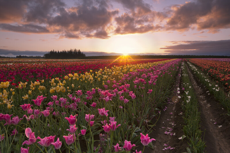 Tulip Fields at Sunset — Pink, Serene, Photograph, Sun