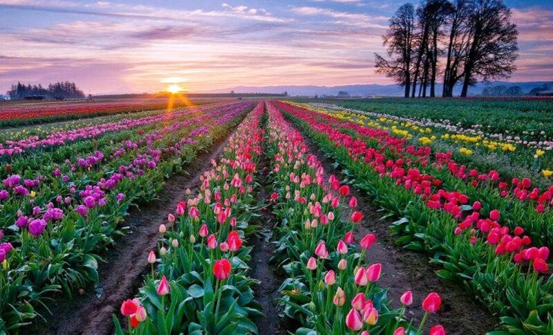 Tulip Fields at Sunset — Pink, Serene, Photograph, Sunrise