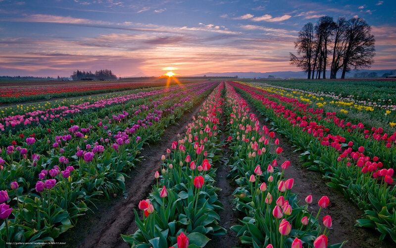 Tulip Fields at Sunset — Pink, Serene, Photograph, Trees, Mountain