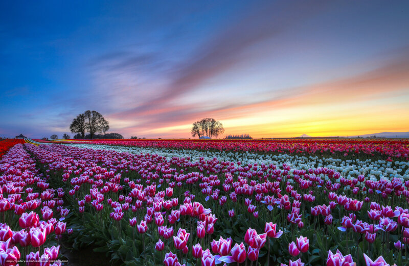 Tulip Fields at Sunset — Pink, Serene, Photograph, Trees, Sky, Mountain