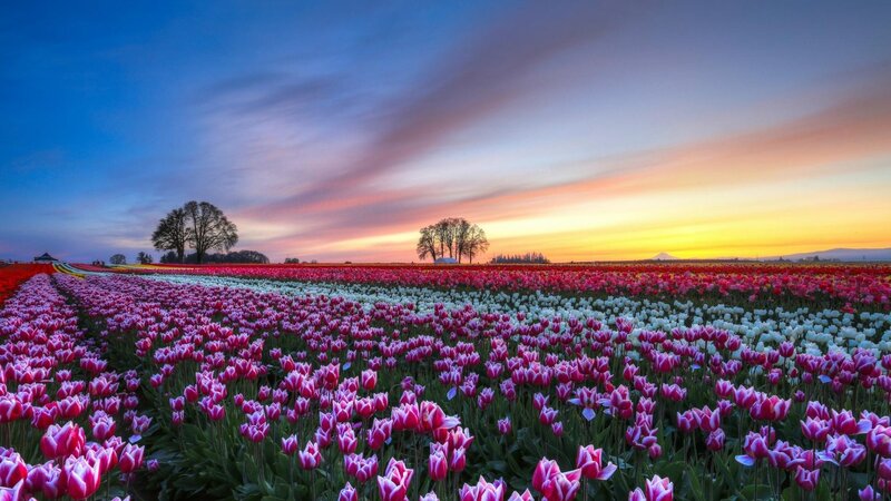 Tulip Fields at Sunset — Pink, Serene, Photograph, Trees, Sky
