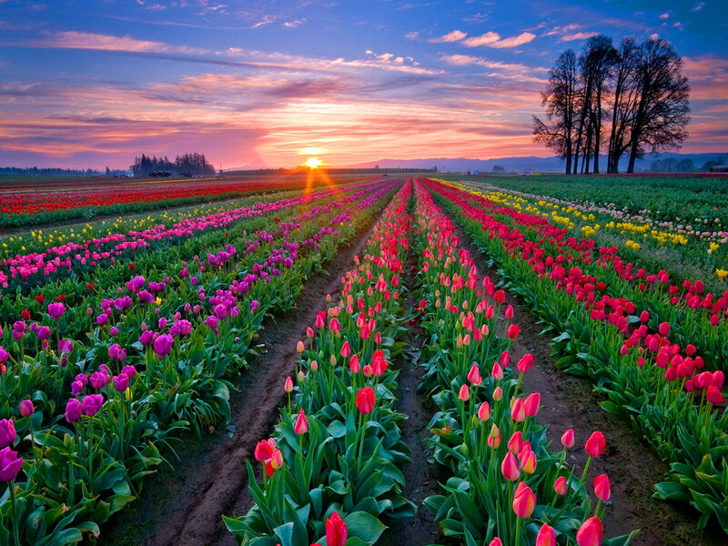 Tulip Fields at Sunset — Pink, Serene, Photograph, Trees
