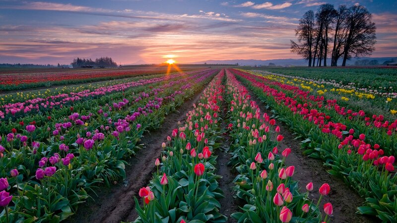 Tulip Fields at Sunset — Pink, Serene