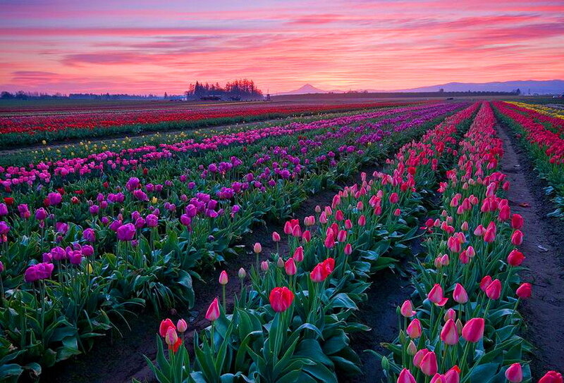 Tulip Fields at Sunset — Pink