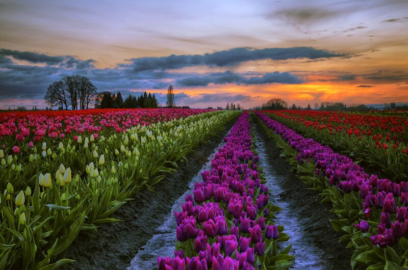Tulip Fields at Sunset — Purple, Dramatic, Photograph