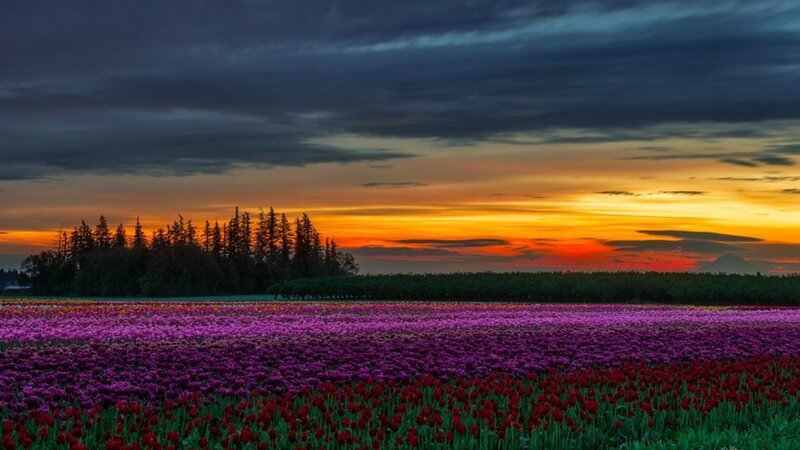 Tulip Fields at Sunset — Purple, Dramatic