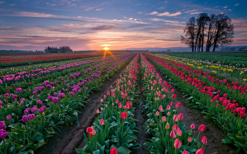 Tulip Fields at Sunset — Purple, Serene, Photograph