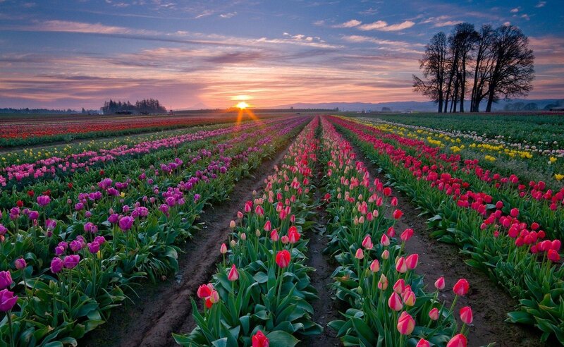 Tulip Fields at Sunset — Purple, Serene, Photograph, Trees, Mountain