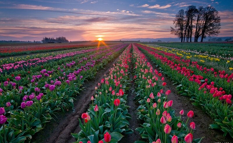 Tulip Fields at Sunset — Purple, Serene, Photograph, Trees
