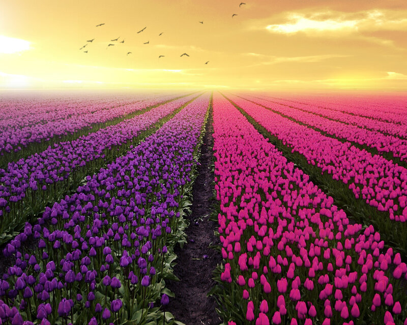 Tulip Fields at Sunset — Purple, Serene