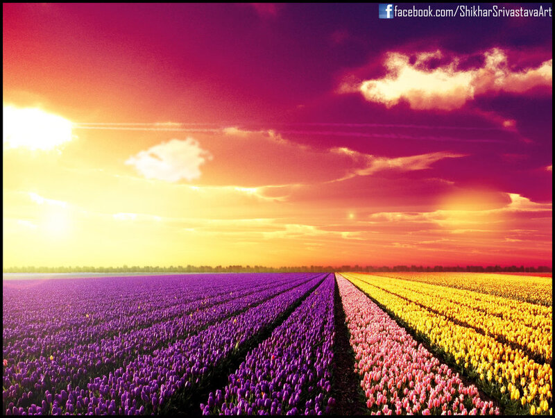Tulip Fields at Sunset — Purple