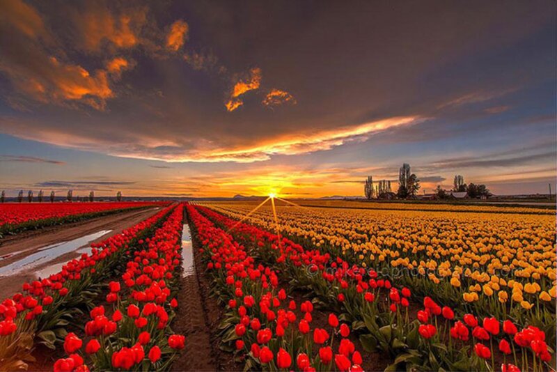 Tulip Fields at Sunset — Red, Dramatic, Photograph, Clouds, Farm